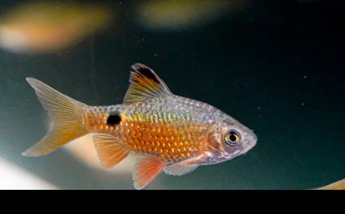 Rosy Barb, Female