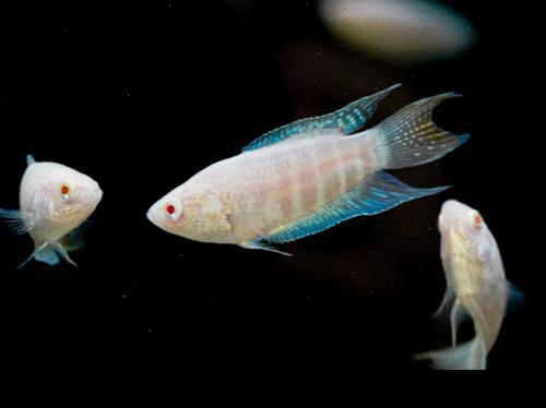 Albino Paradise Fish