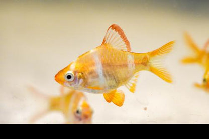 Albino Tiger Barb