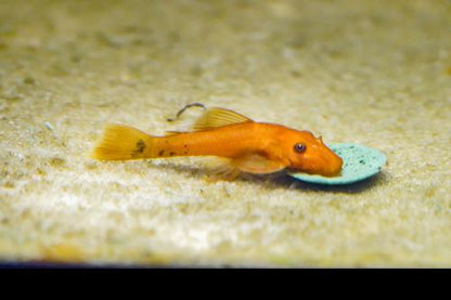 Super Red Bushynose Pleco