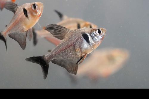 Black Phantom Tetra