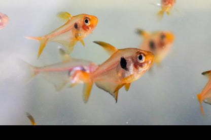 Red Phantom Tetra