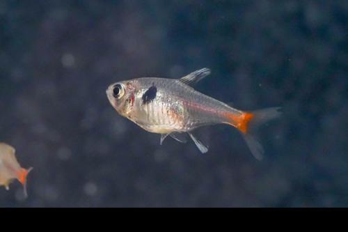 Yellow Phantom Tetra
