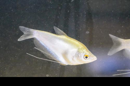 Moonlight Gourami