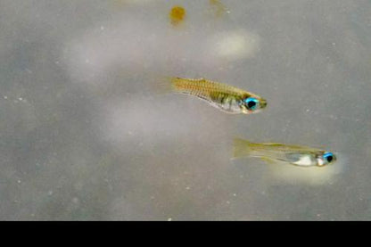 Norman's Lampeye Killifish