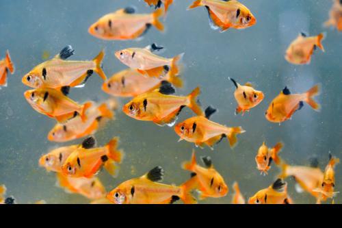 Long-Fin Serpae Tetra