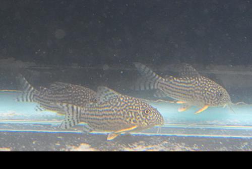 Corydoras haraldschultzi 'Pantanal'