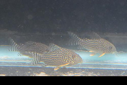 Corydoras haraldschultzi 'Pantanal'