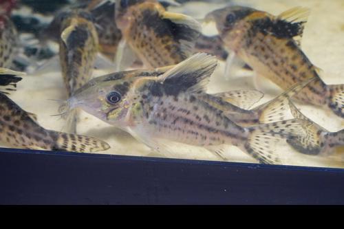 Robust Cory