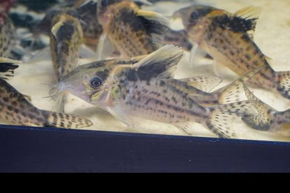 Robust Cory