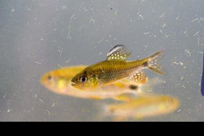 Sailfin Tetra