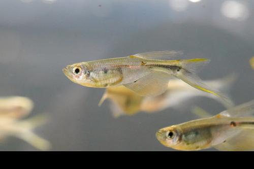 Swordtail Tetra