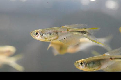 Swordtail Tetra