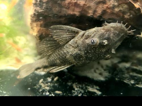 Fine Spot Bushynose Pleco