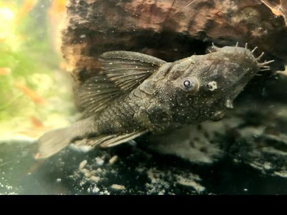 Fine Spot Bushynose Pleco