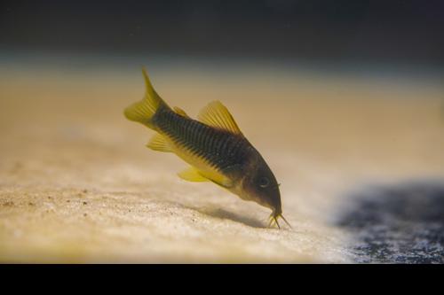 Green Gold Cory