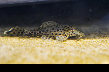 Ranger Pleco