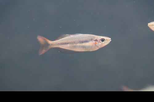 Melanotaenia trifasciata 'Coen River'