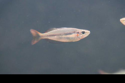 Melanotaenia trifasciata 'Coen River'