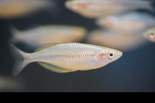 Melanotaenia cf. fredericki "Sungai Klasam"