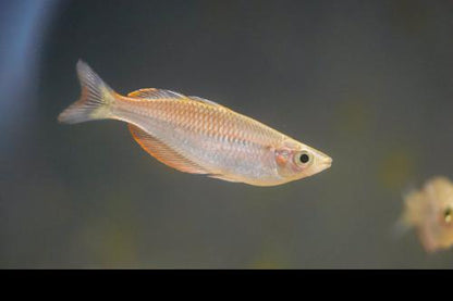 Melanotaenia sp. "Kali Kaibur"