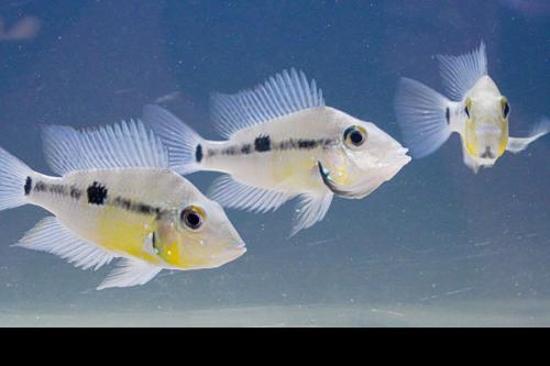 Black Gullet Firemouth