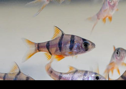 Five Banded Barb