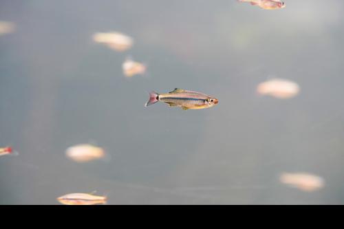 Royal White Cloud Mountain Minnow