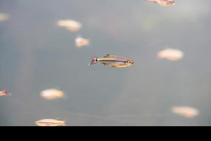 Royal White Cloud Mountain Minnow