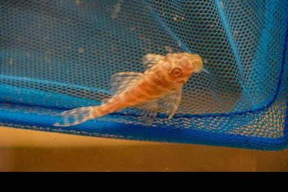 L270 Albino Chocolate Zebra Pleco