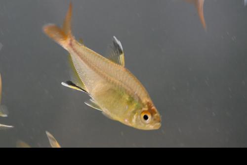 Featherfin Tetra