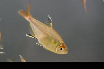 Featherfin Tetra