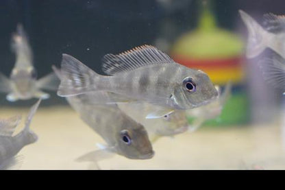 Geophagus megasema