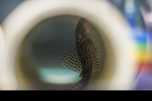 L411 Monte Dourado Pleco