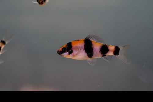 Melon Barb