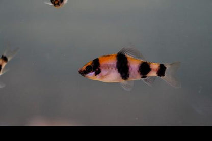 Melon Barb