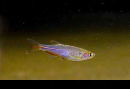 Pearl Danio