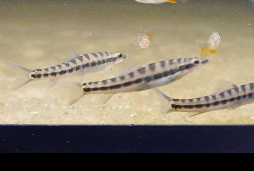 Banded Loach
