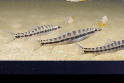 Banded Loach