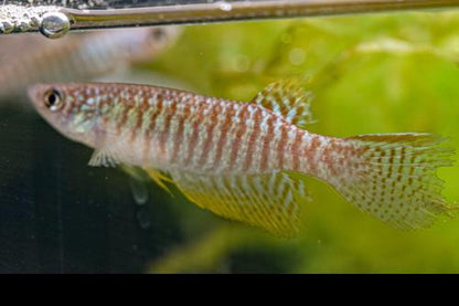 Gnatholebias zonatus "Rio Meta" -Male