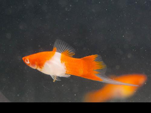 Albino Koi Swordtail -Breeding Group, Breeding Group (1M5F)