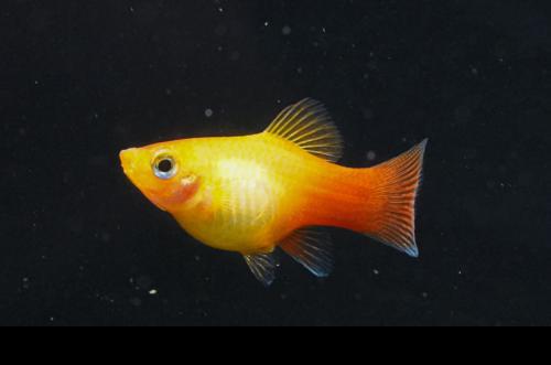 Golden Platy