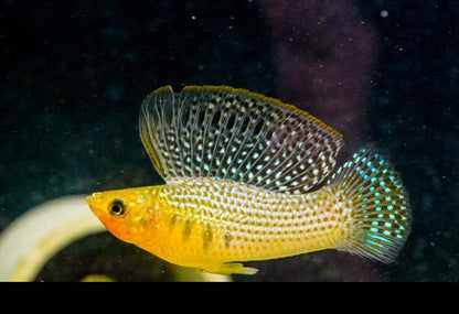 Green Sailfin Molly, Pair (1M1F)