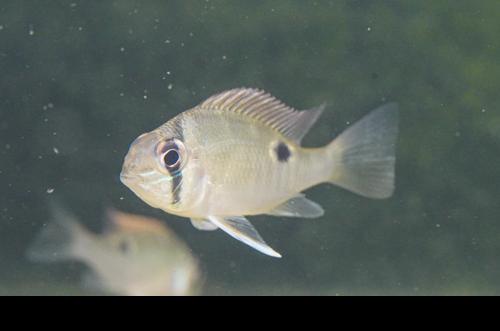 Cupid Cichlid 'Rio Nanay'