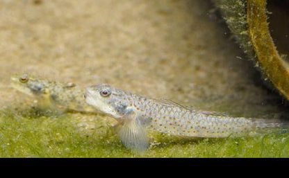 Lumbantobing Goby