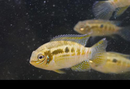 Smiling Dwarf Cichlid