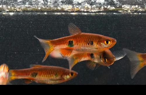 Clown Rasbora