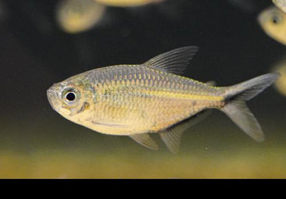 Costae Tetra