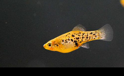 Catemaco Livebearer, Female