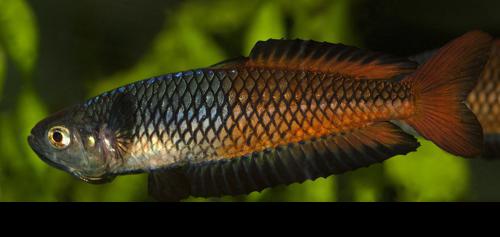 F1 Rhadinocentrus ornatus 'Teewah Creek'